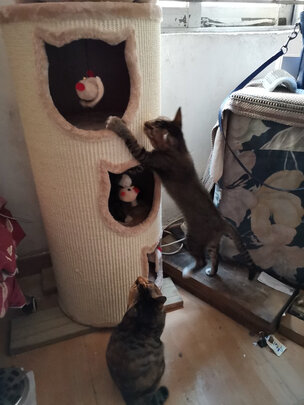 猫爬架