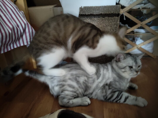 猫粮