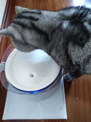 宠物饮水机
