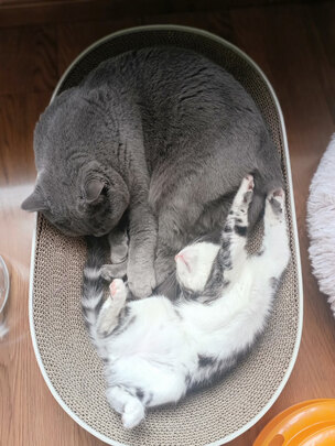猫罐头