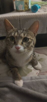 猫粮罐头