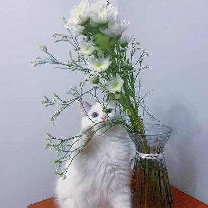 宠物除臭剂