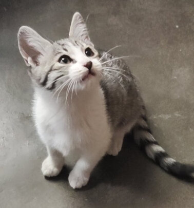 猫粮