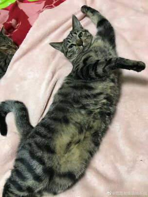 膨润土猫砂