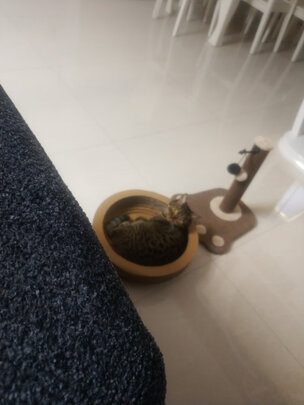猫碗狗碗