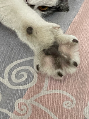 狗狗电推剪