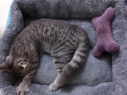 猫窝