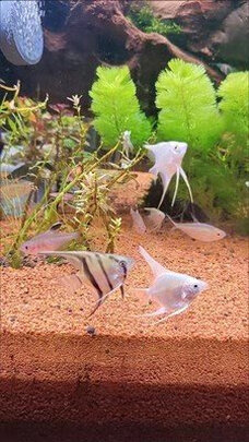 桌面鱼缸