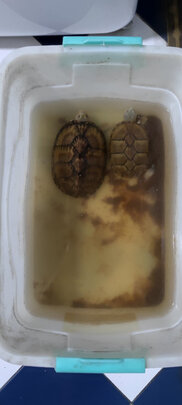 龟粮