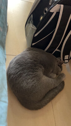 猫包