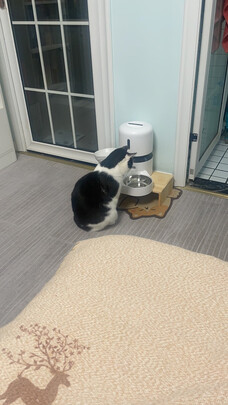 猫粮