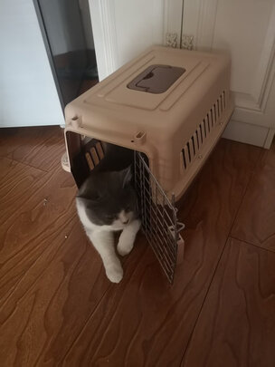 猫包