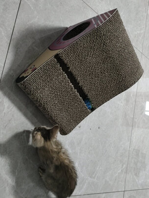 猫窝