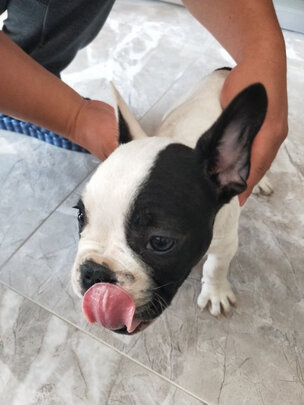 狗狗磨牙棒