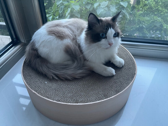 猫窝
