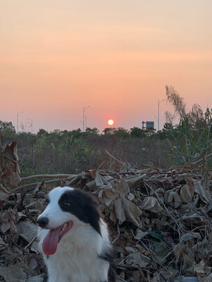 狗笼