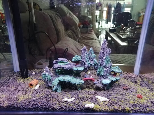 水草种子