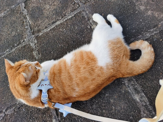 狗绳