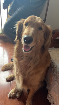 狗粮