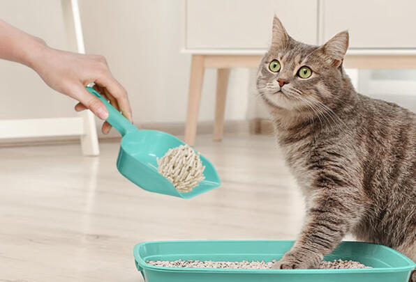 豆腐猫砂