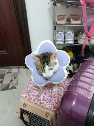 猫项圈