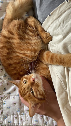 膨润土猫砂