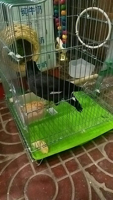 鸟笼