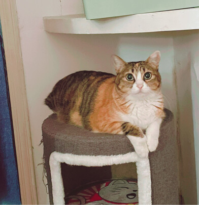 猫爬架