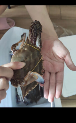 图片[1] - 分享青岛梭子蟹好不好吃？ - 淘实惠