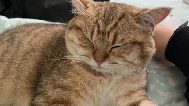猫粮