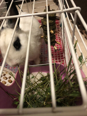 兔子磨牙棒