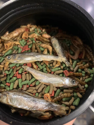 龟粮饲料