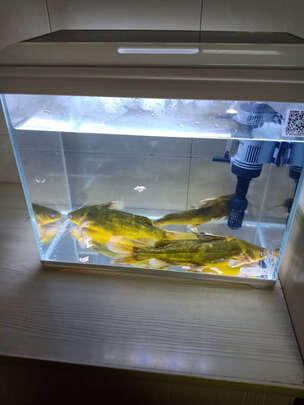 桌面鱼缸
