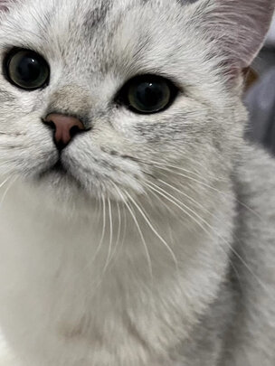 猫抓板