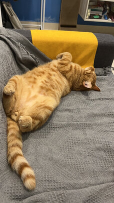 猫抓板