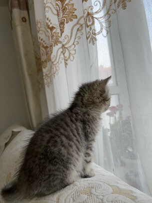 猫爬架
