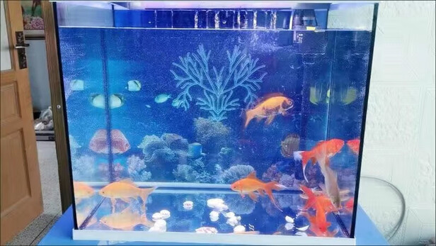 鱼缸水族箱