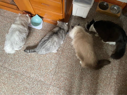 猫粮