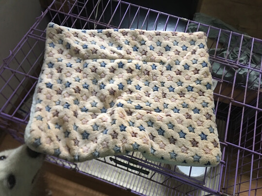 狗窝