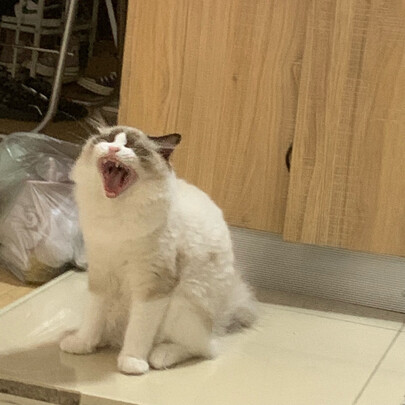 猫罐头