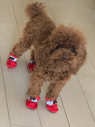 狗狗鞋