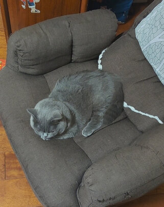 膨润土猫砂