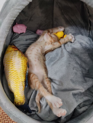 猫窝