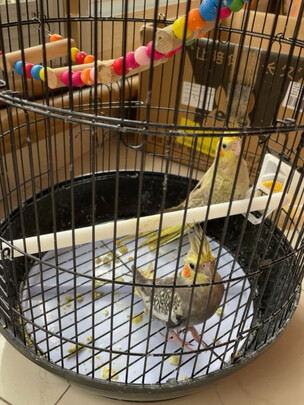 鸟笼