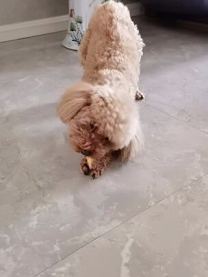 狗狗磨牙棒