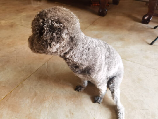  狗狗电推剪