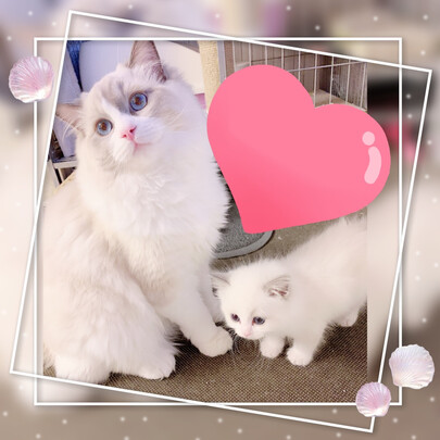 猫粮