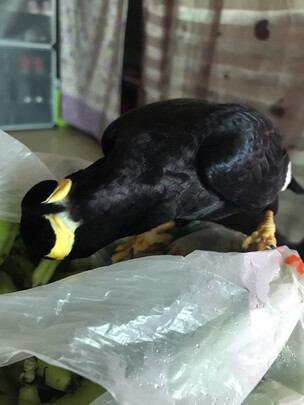 鸟粮