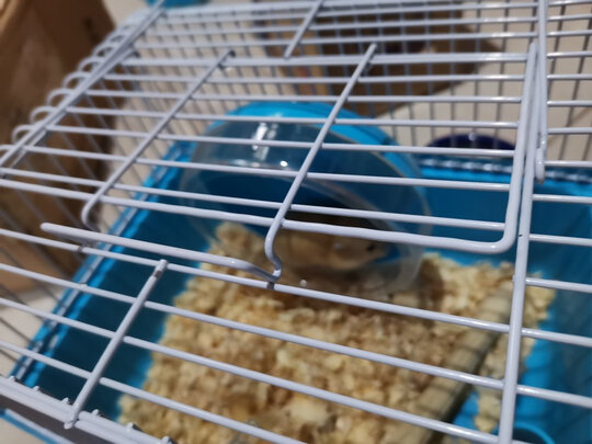 仓鼠水壶