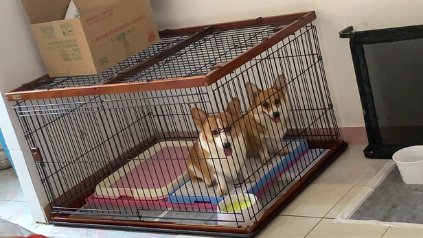狗狗磨牙棒